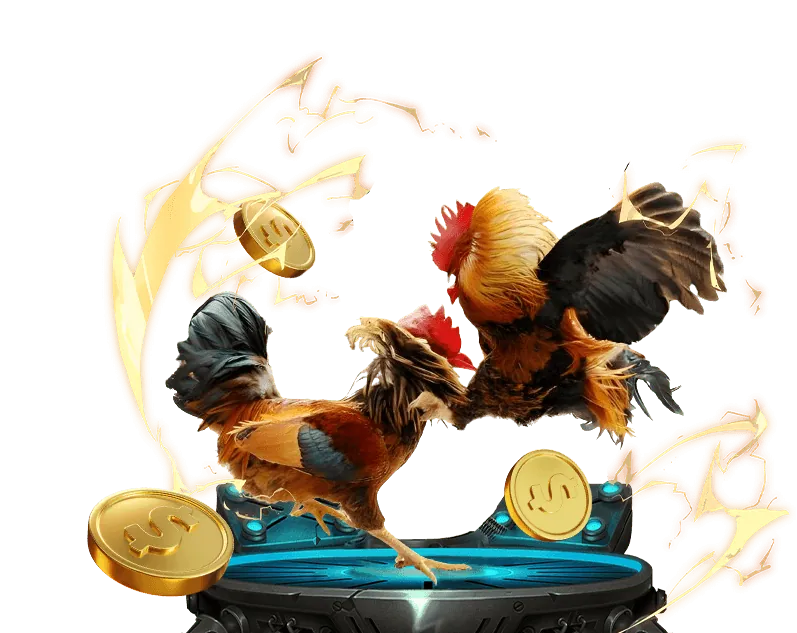 Giá trị cốt lõi của đá gà trực tiếp cựa dao